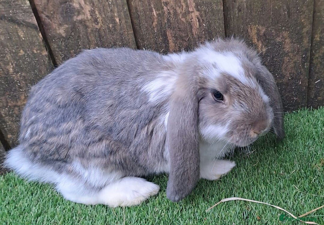 French Lop rabbits for sale: Giant French Lop Planned Litters - Vaccinated   - Image 28