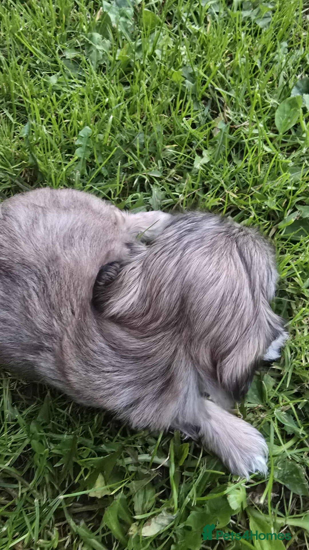 Shih Tzu dogs for sale: Shih Tzu - Image 6
