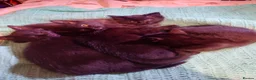 Mixed Breed cats for sale: Black kittens - Advert 3