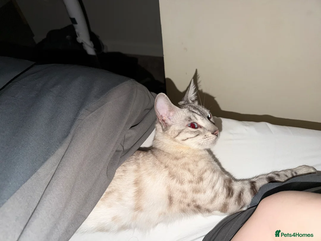 Bengal cats for sale: None active tica bengal  - Advert 3