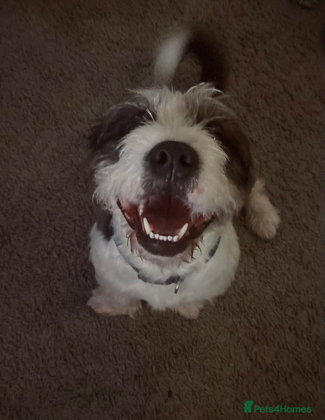 Mixed Breed dogs for sale: Mixed breed boy for sale  - Advert 3