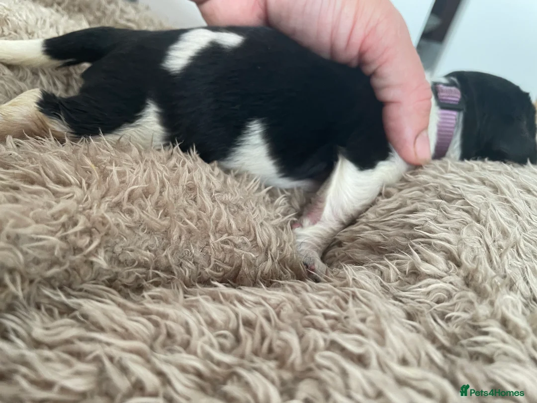 Newfoundland dogs for stud: KC REGISTERED NEWFOUNDLAND STUD HEALTH TESTED  in Basildon - Advert 19