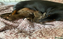 Miniature Dachshund dogs for sale: Miniature dashound  - Image 4