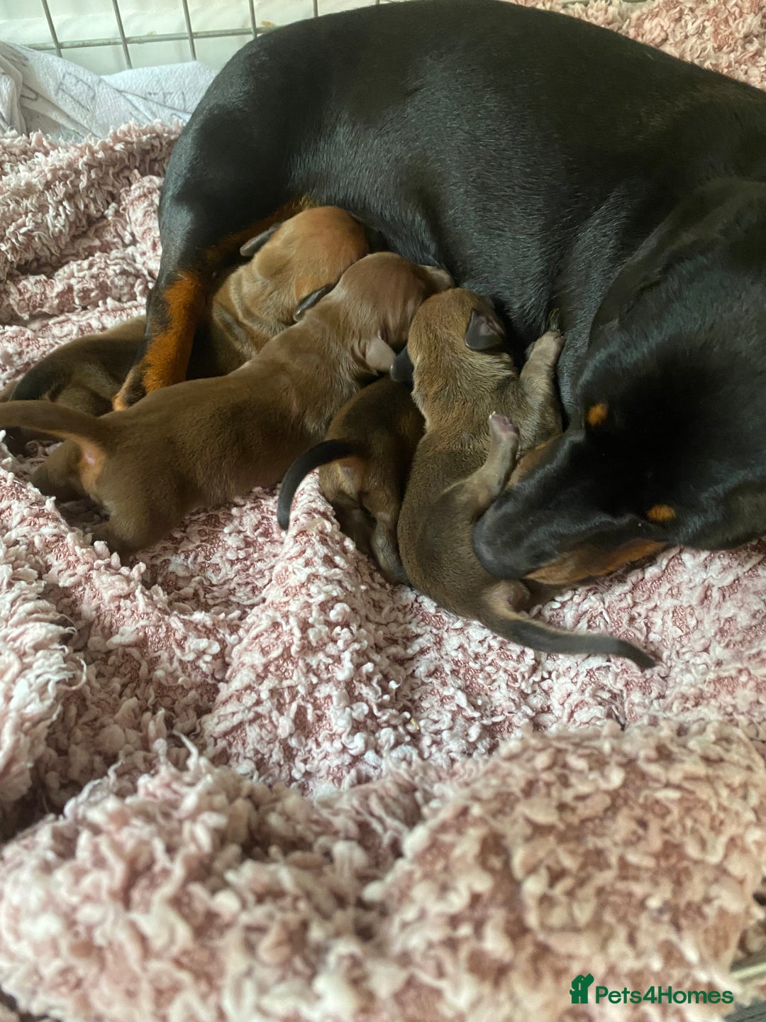 Miniature Dachshund dogs for sale: Miniature dashound  - Image 4