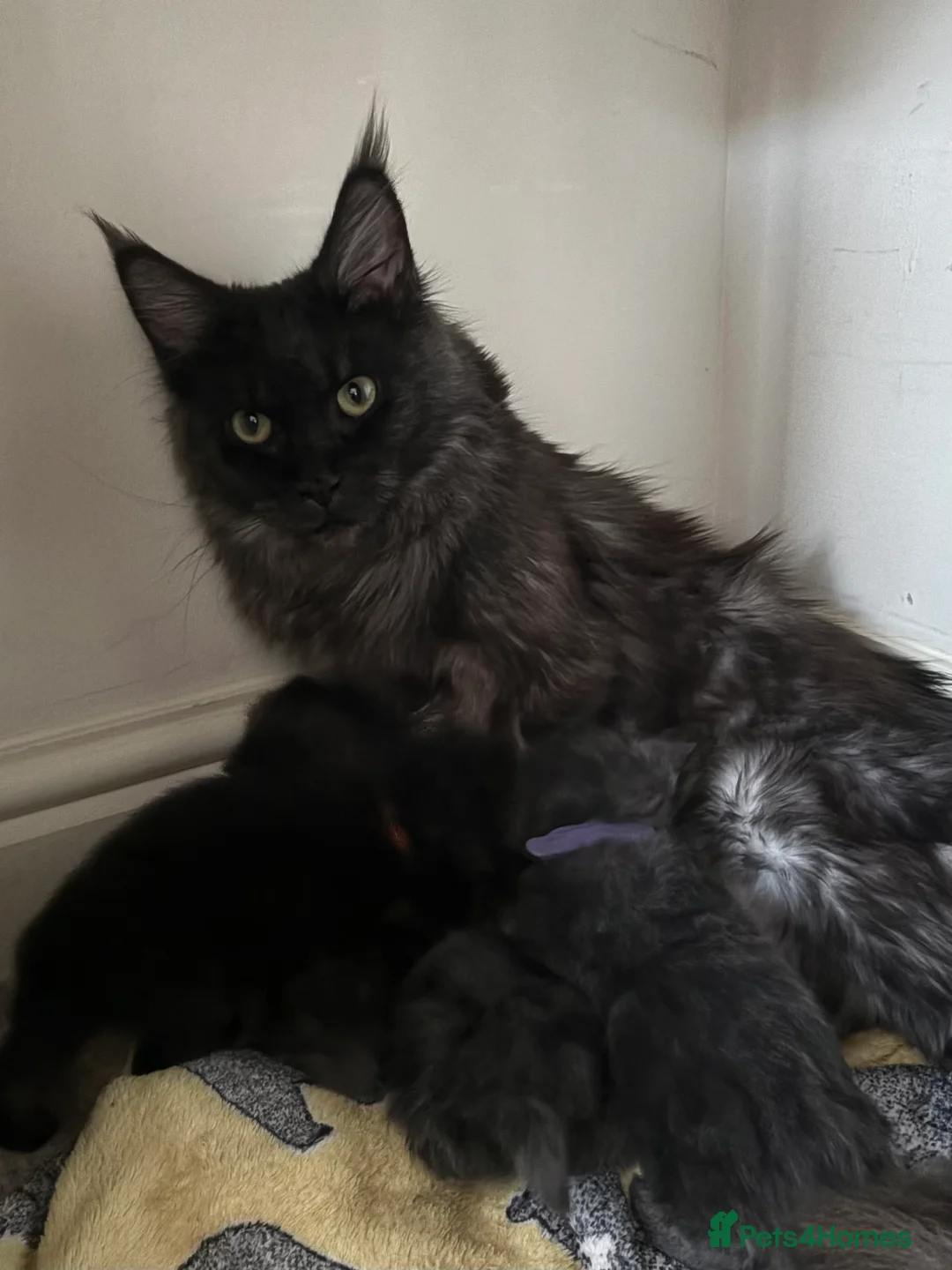 Maine Coon cats for sale: Maine coon kittens - Advert 7