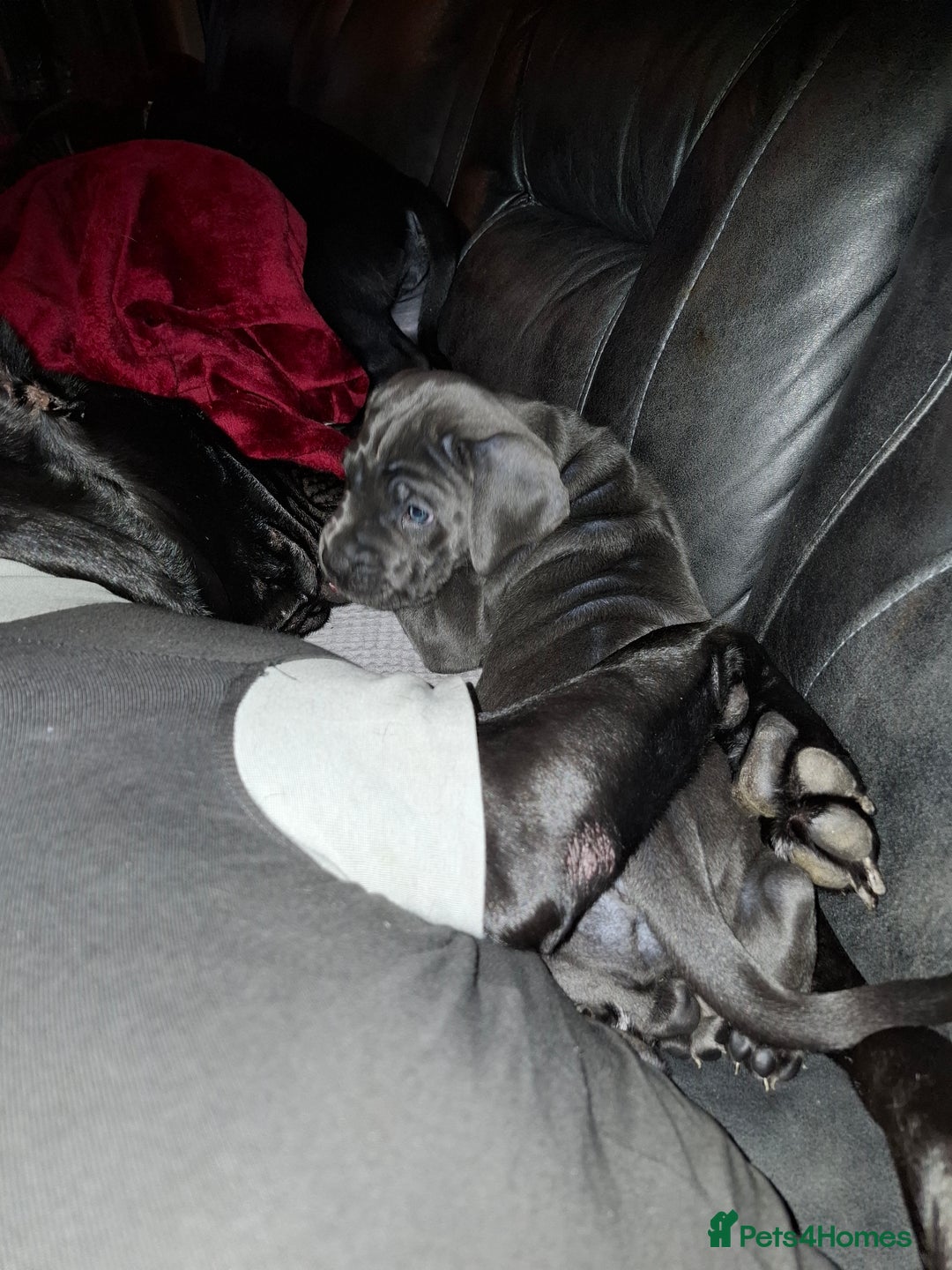Cane Corso dogs for sale: Chunky cane corso puppies - Image 8