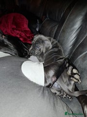Cane Corso Puppy 2