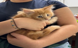 Mixed Breed cats for sale: 5 Maine Coon cross kittens available💞 - Image 17