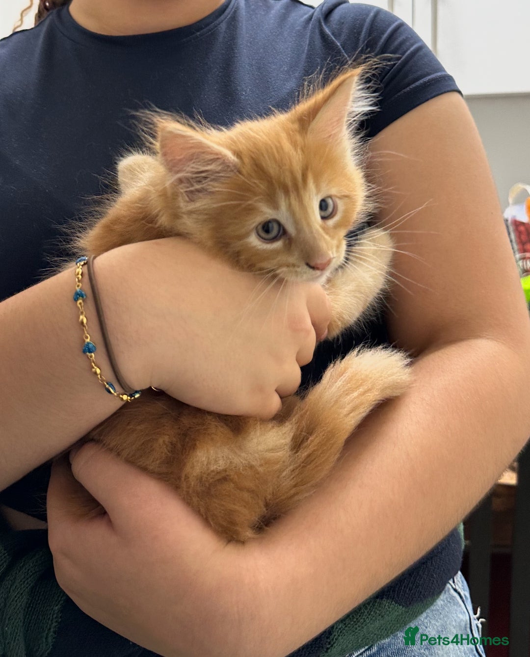 Mixed Breed cats for sale: 5 Maine Coon cross kittens available💞 - Image 17