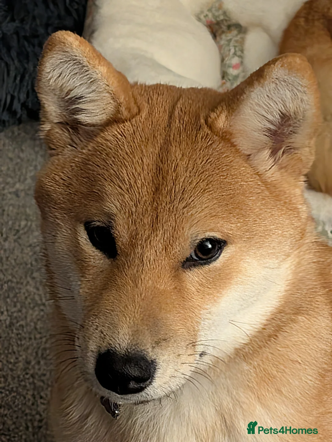 Japanese Shiba Inu dogs for sale: 7 month old Female Japanese Shiba Inu  in Alness - Advert 2