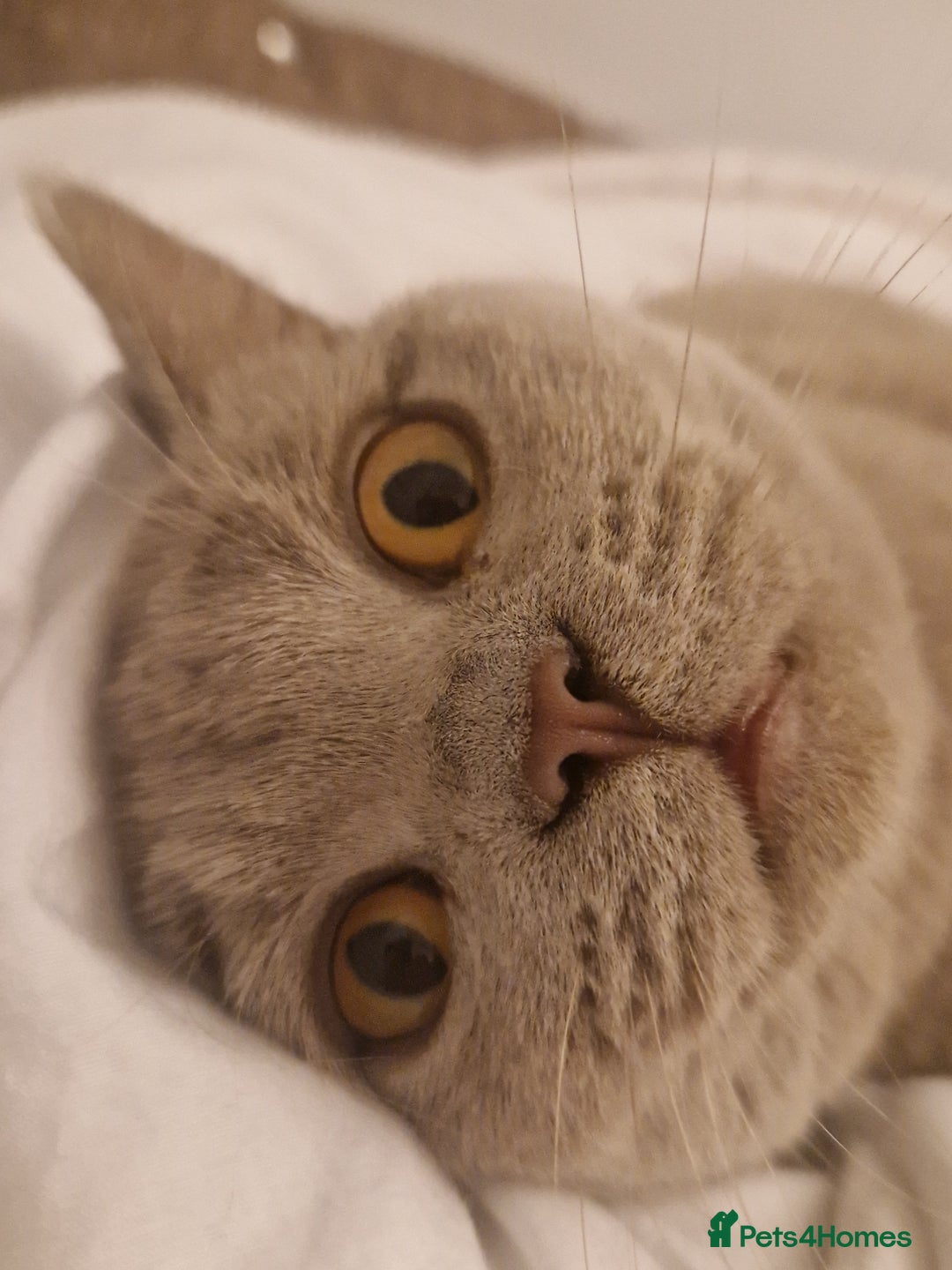 British Shorthair cats for sale: British shorthair kittens  - Image 3