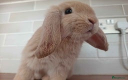 Mini Lop rabbits for sale: Mini Lop x French Lop Bunnies - Image 2