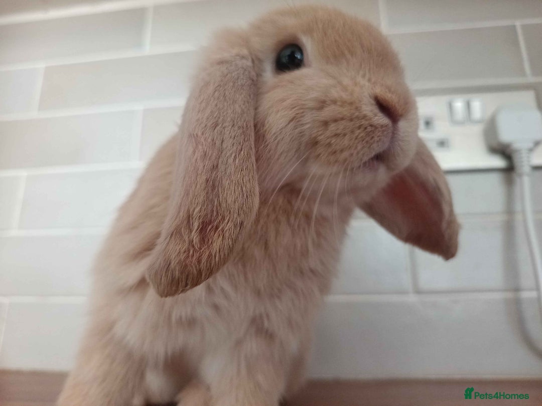 Mini Lop rabbits for sale: Mini Lop x French Lop Bunnies - Image 2