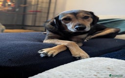 Mixed Breed dogs for adoption: Have you got the dedication to save this soul ? - Image 1