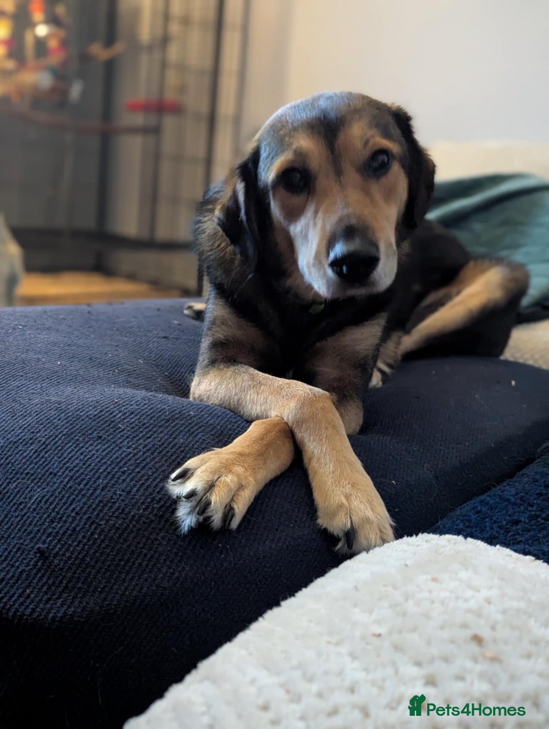 Mixed Breed dogs for adoption: Have you got the dedication to save this soul ? - Image 1