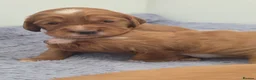 Mixed Breed dogs for sale: Cockalier puppies for sale DEPOSIT SECURES - Advert 19