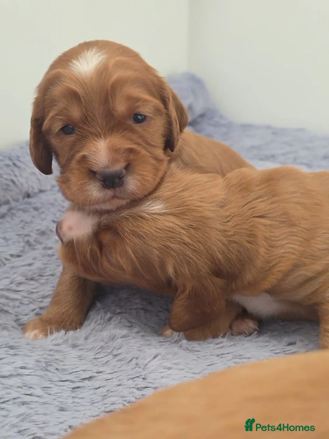 Mixed Breed dogs for sale: Cockalier puppies for sale DEPOSIT SECURES - Advert 19