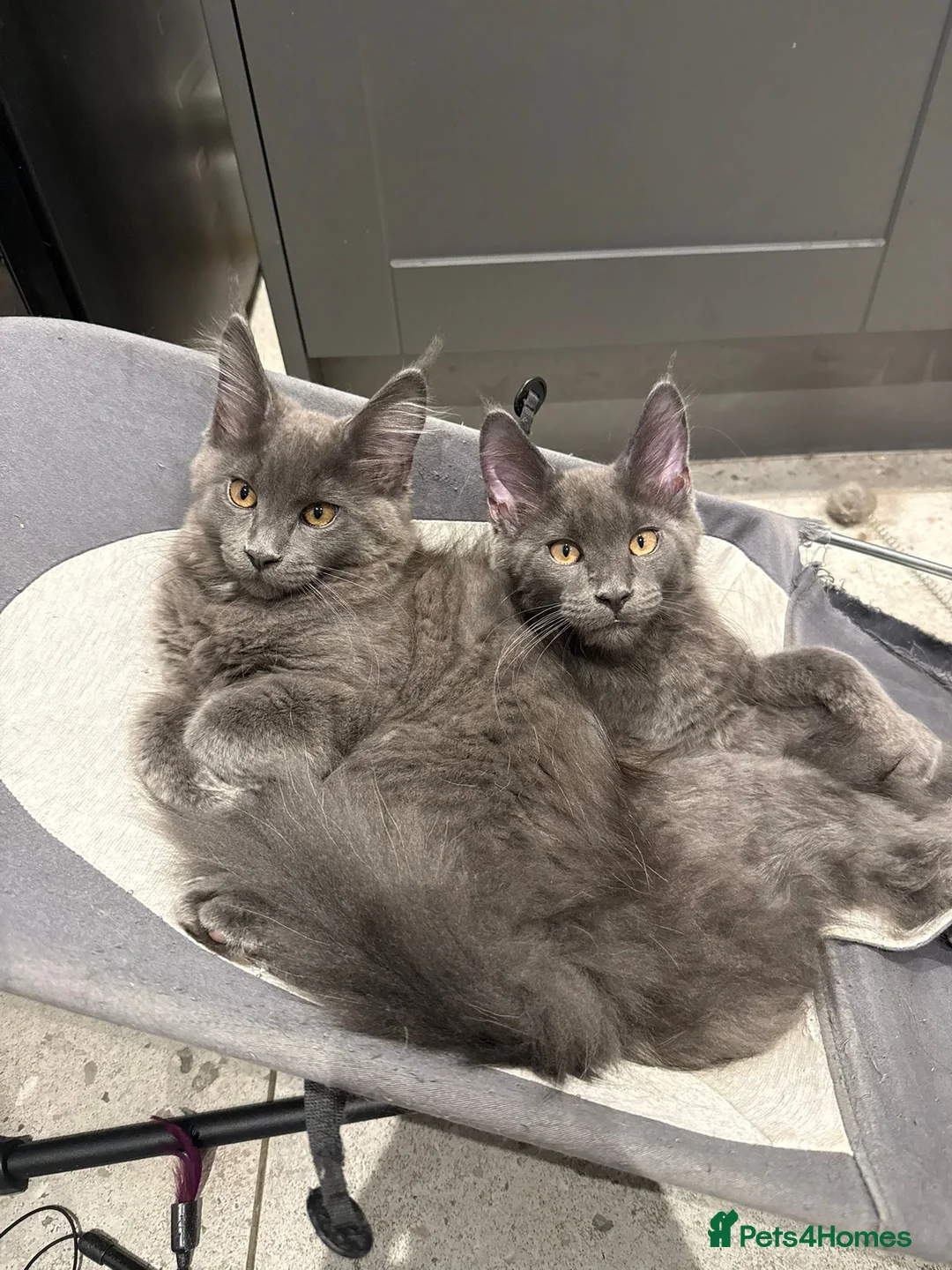 Maine Coon cats for sale: Beautiful Maine coons from registered parents - Advert 2