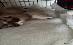 Ragdoll cats for sale: Gorgeous Ragdoll type Kitten - Image 13