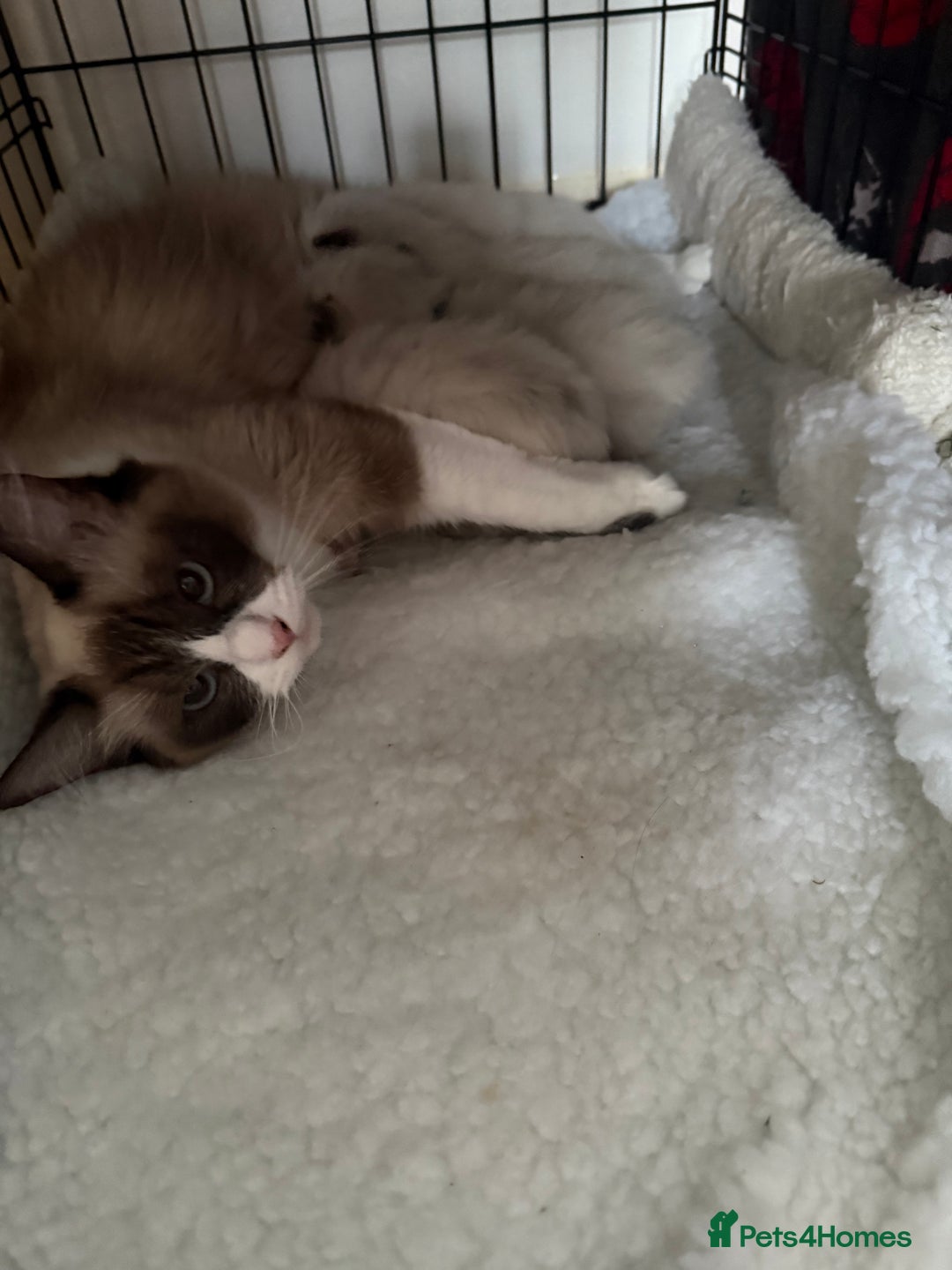 Ragdoll cats for sale: Gorgeous Ragdoll type Kitten - Image 13