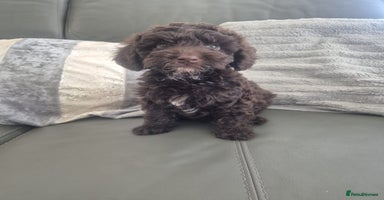 Cockapoo dogs - Advert 10