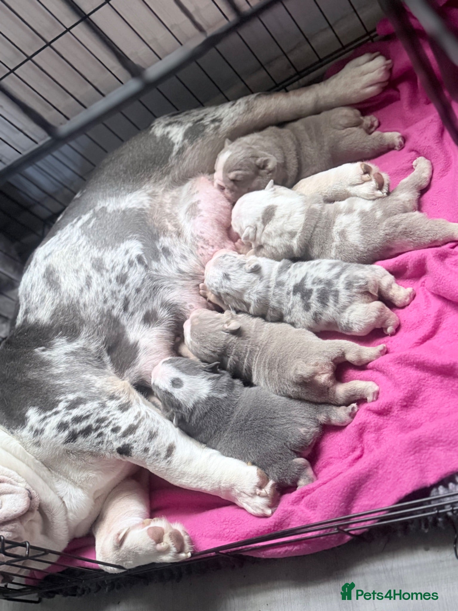 English Bulldog dogs Stunning lilac and blue bulldogs! - Advert 1