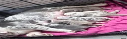English Bulldog dogs for sale: Stunning lilac and blue bulldogs! - Advert 1