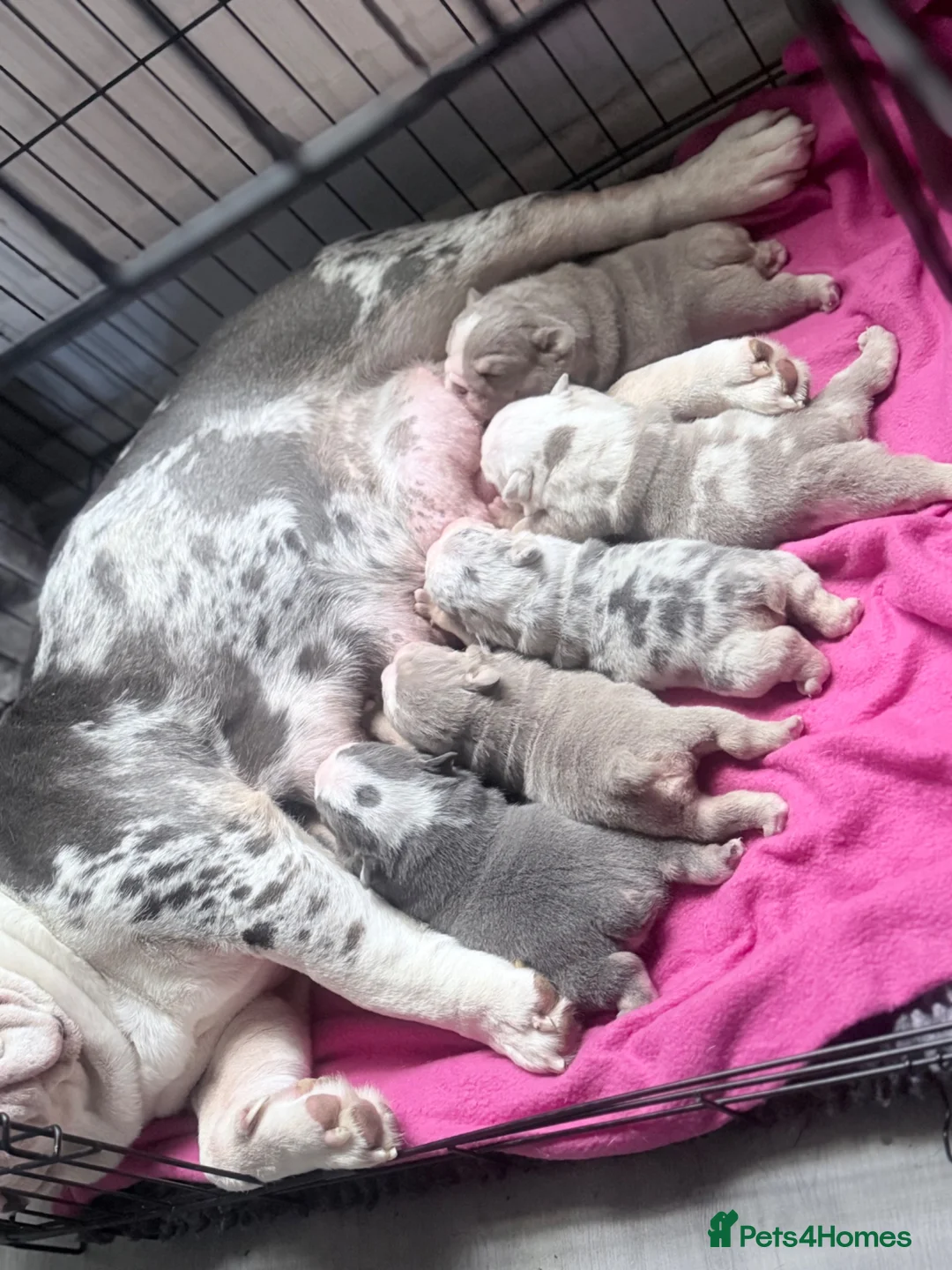 English Bulldog dogs for sale: Stunning lilac and blue bulldogs! - Advert 1