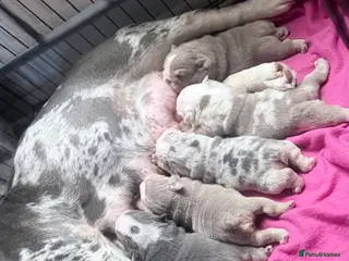 English Bulldog dogs Stunning lilac and blue bulldogs! - Advert 1