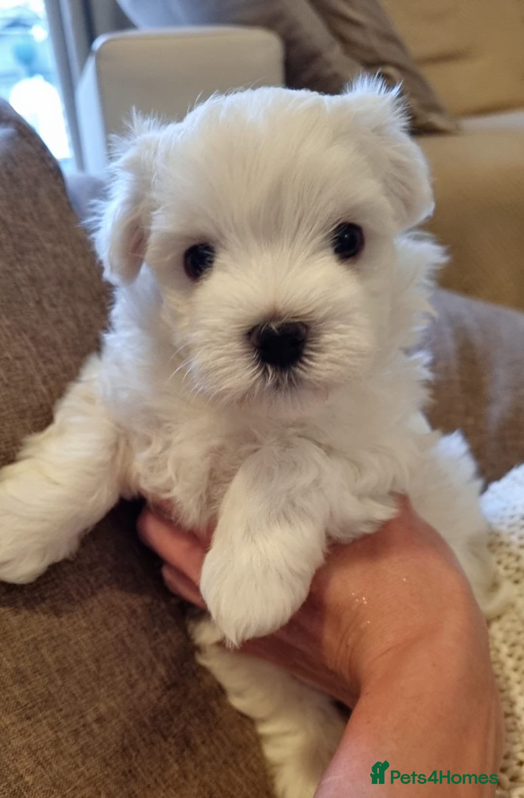 Maltese dogs for sale: Maltese Girl Ready to go  - Advert 1
