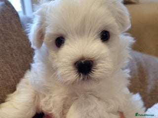 Maltese dogs Maltese Girls - Advert 13