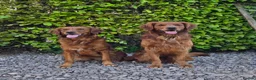 Golden Retriever dogs for sale: KC Health Tested Dark Working Golden Retrievers - Advert 2