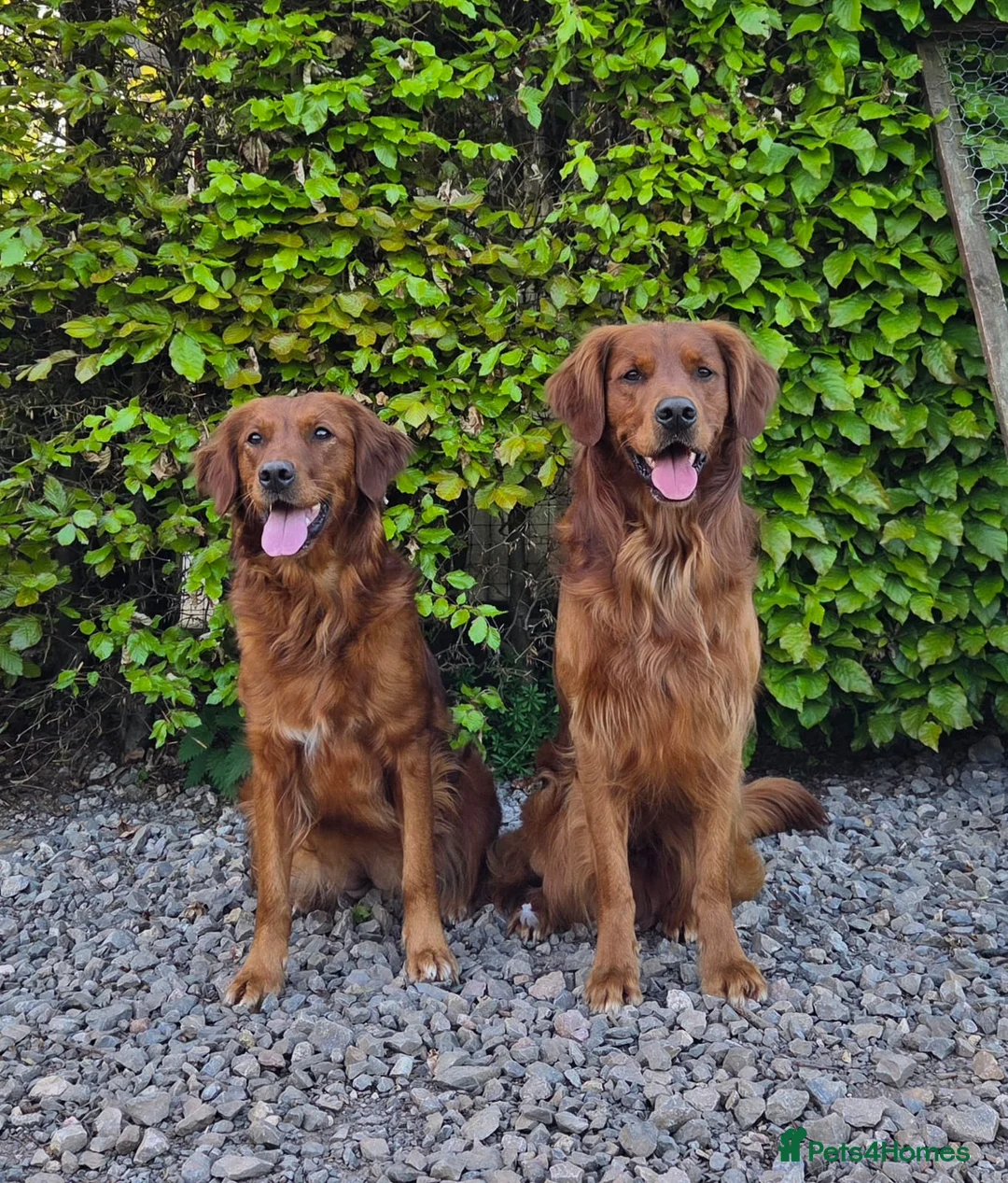 Golden Retriever dogs for sale: KC Health Tested Dark Working Golden Retrievers - Advert 2