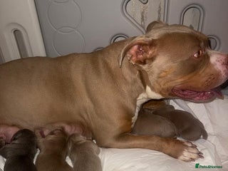 American Bully dogs Pocket bully pups - Advert 1