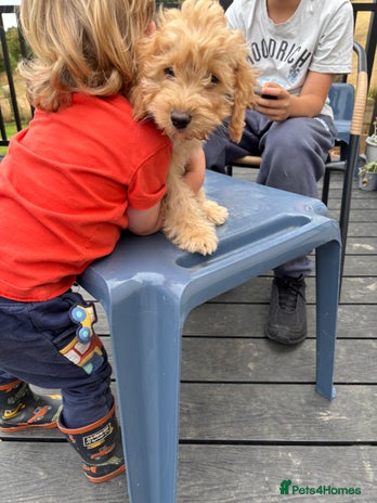 Cockapoo dogs in Treharris - Advert 12