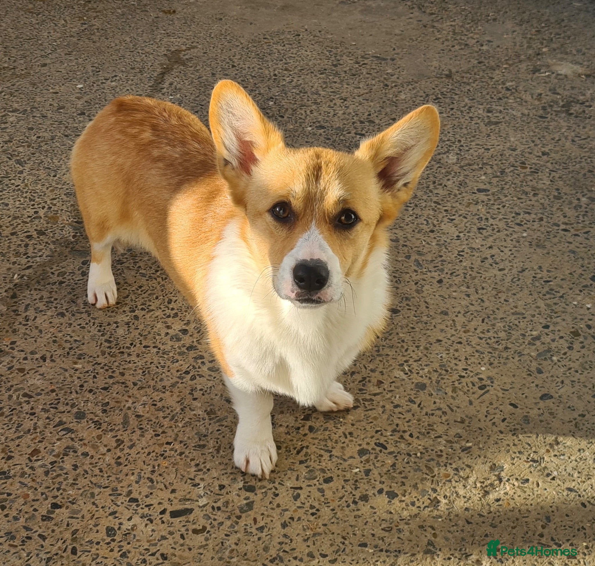 Welsh Corgi Pembroke dogs Outstanding DNA tested clear Puppies  - Advert 2