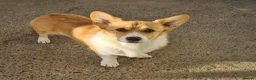 Welsh Corgi Pembroke dogs for sale: Outstanding DNA tested clear Puppies  - Advert 2