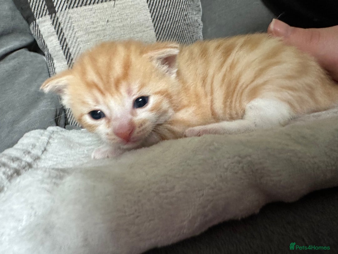 Mixed Breed cats for sale: Beautiful kittens  - Image 30