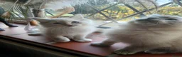 Ragdoll cats for sale: Beautiful brother and sister Ragdoll kittens - Advert 26
