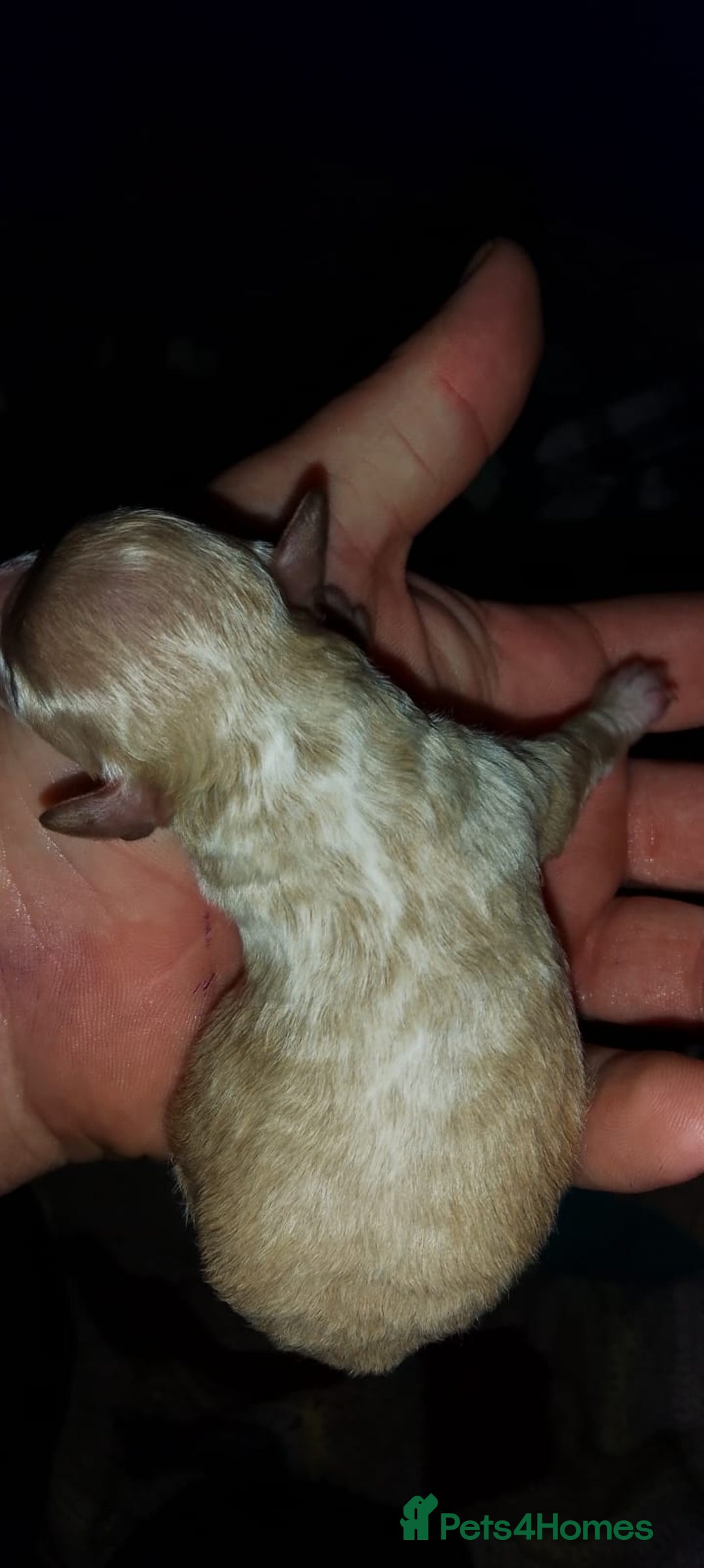 Shihpoo dogs for sale: Shihpoo x kc registered toy poodle  - Image 8