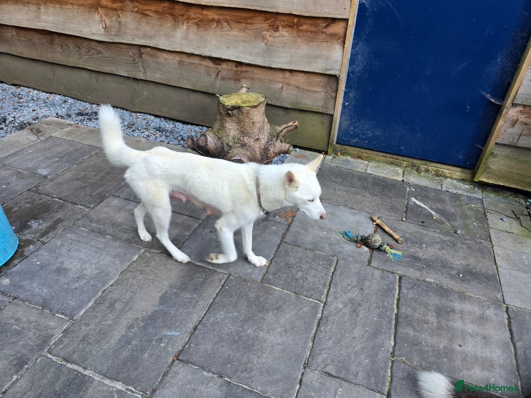 Siberian Husky dogs for sale: Siberian husky pups  - Image 20