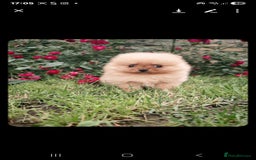 Pomeranian dogs for sale: 🐾 Adorable 7-Month-Old Pomeranian Girl – Lusy 🐾 - Image 10