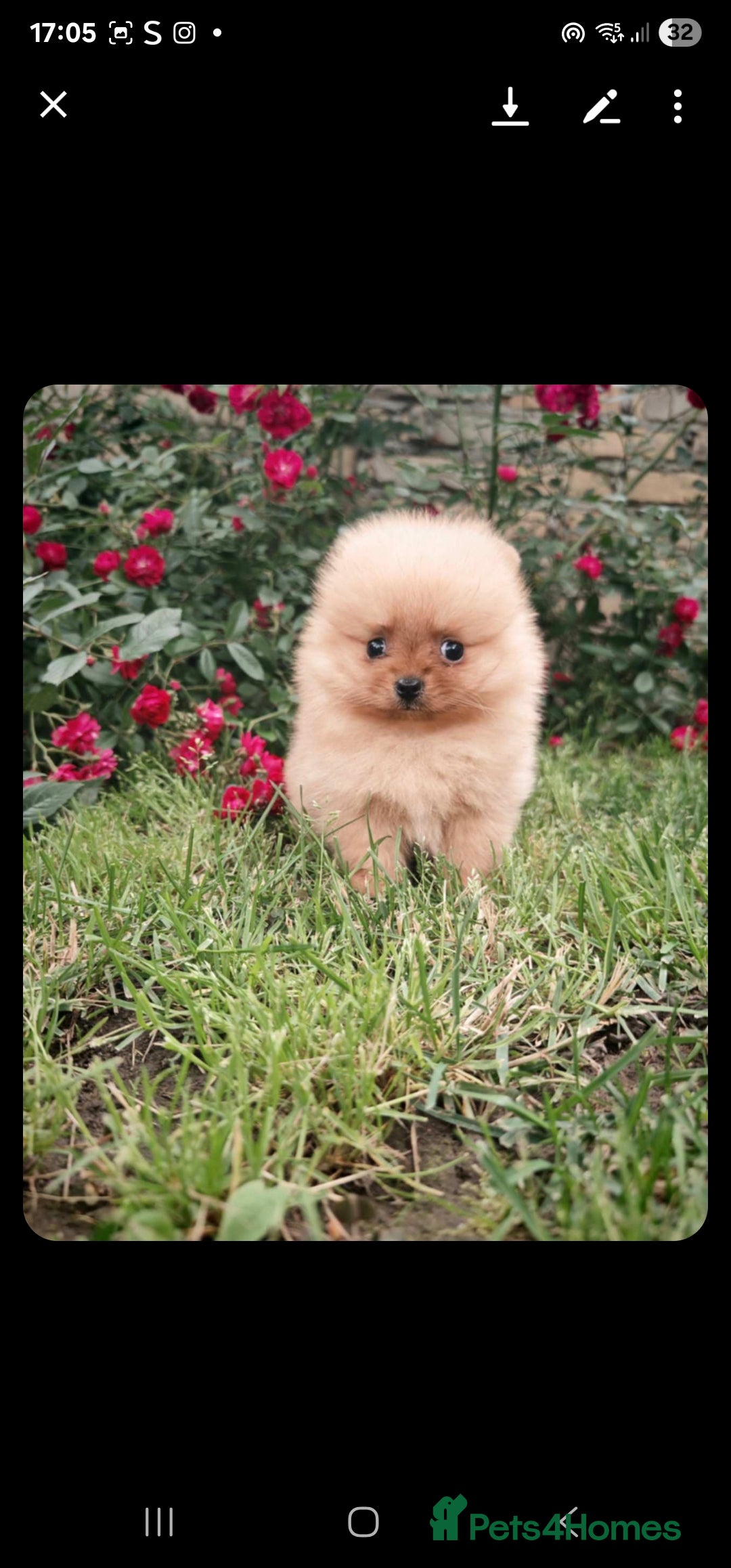 Pomeranian dogs for sale: 🐾 Adorable 7-Month-Old Pomeranian Girl – Lusy 🐾 - Image 10
