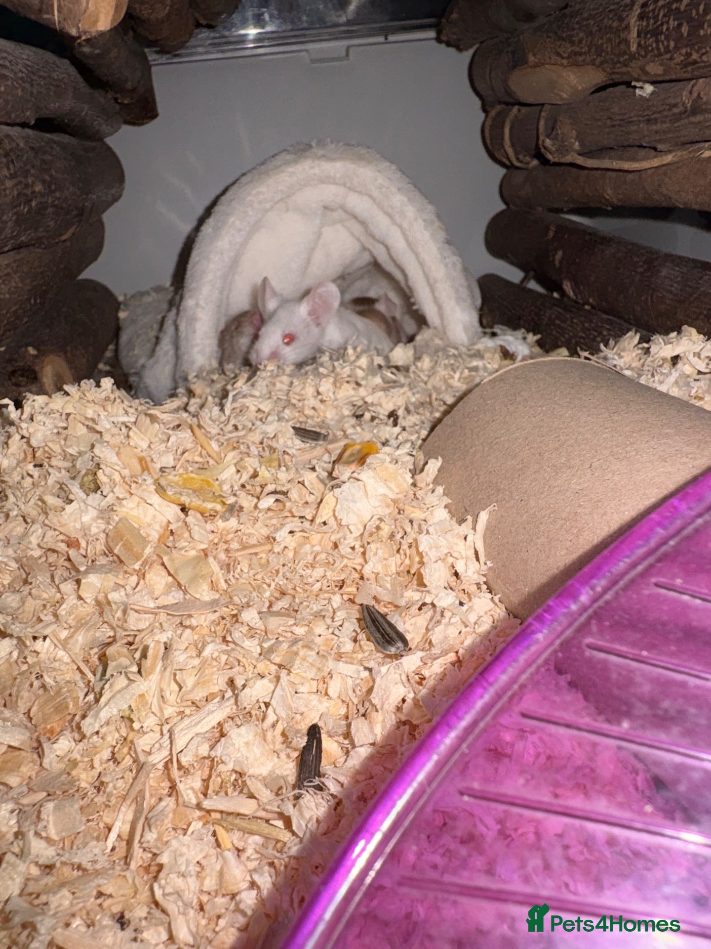 Mouse rodents for sale: 4 mice  - Advert 1