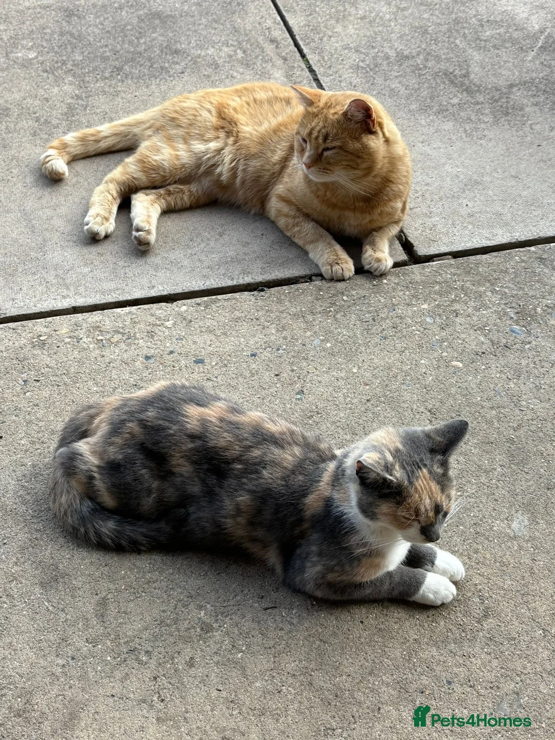 Mixed Breed cats for sale: Kittens  - Advert 2