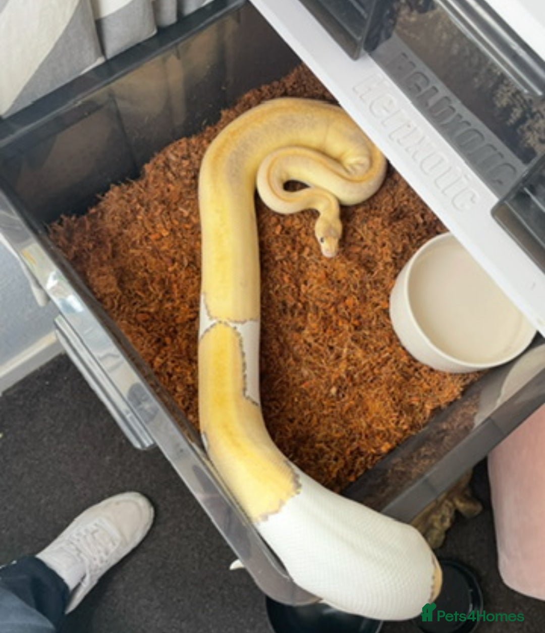 Python Snake reptiles for sale: Royals and herpxotic rack for sale - Advert 4