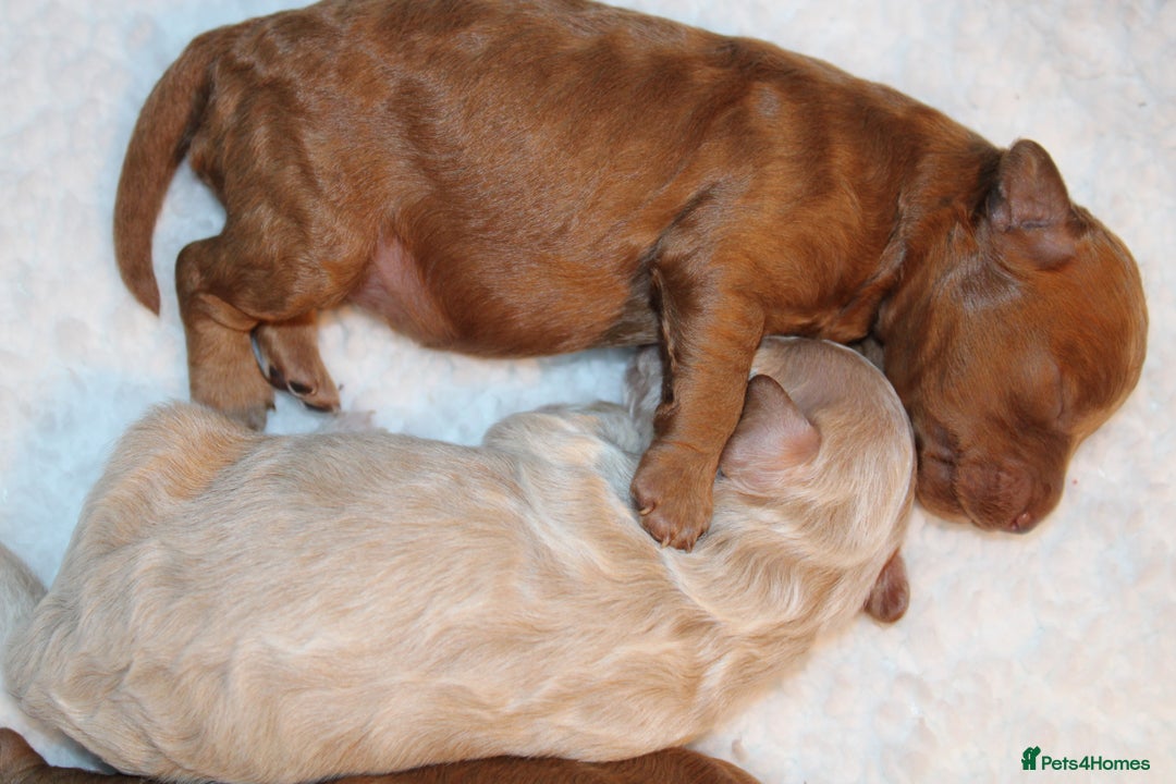 Poochon dogs for sale: Beautiful mini poochons puppies  - Advert 11