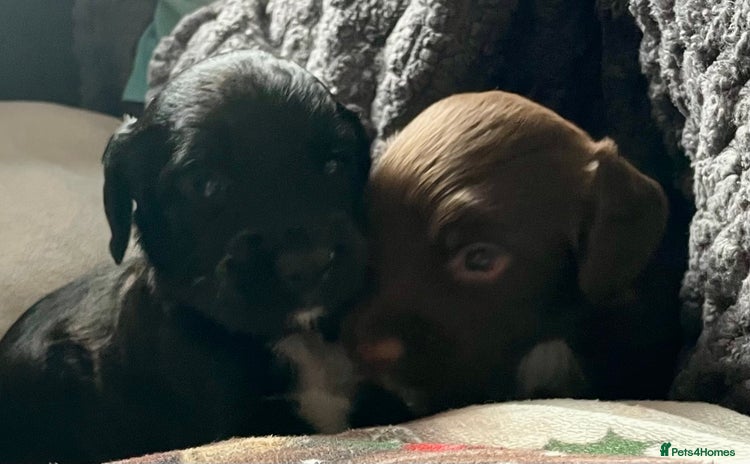 Sprocker dogs - Advert 4