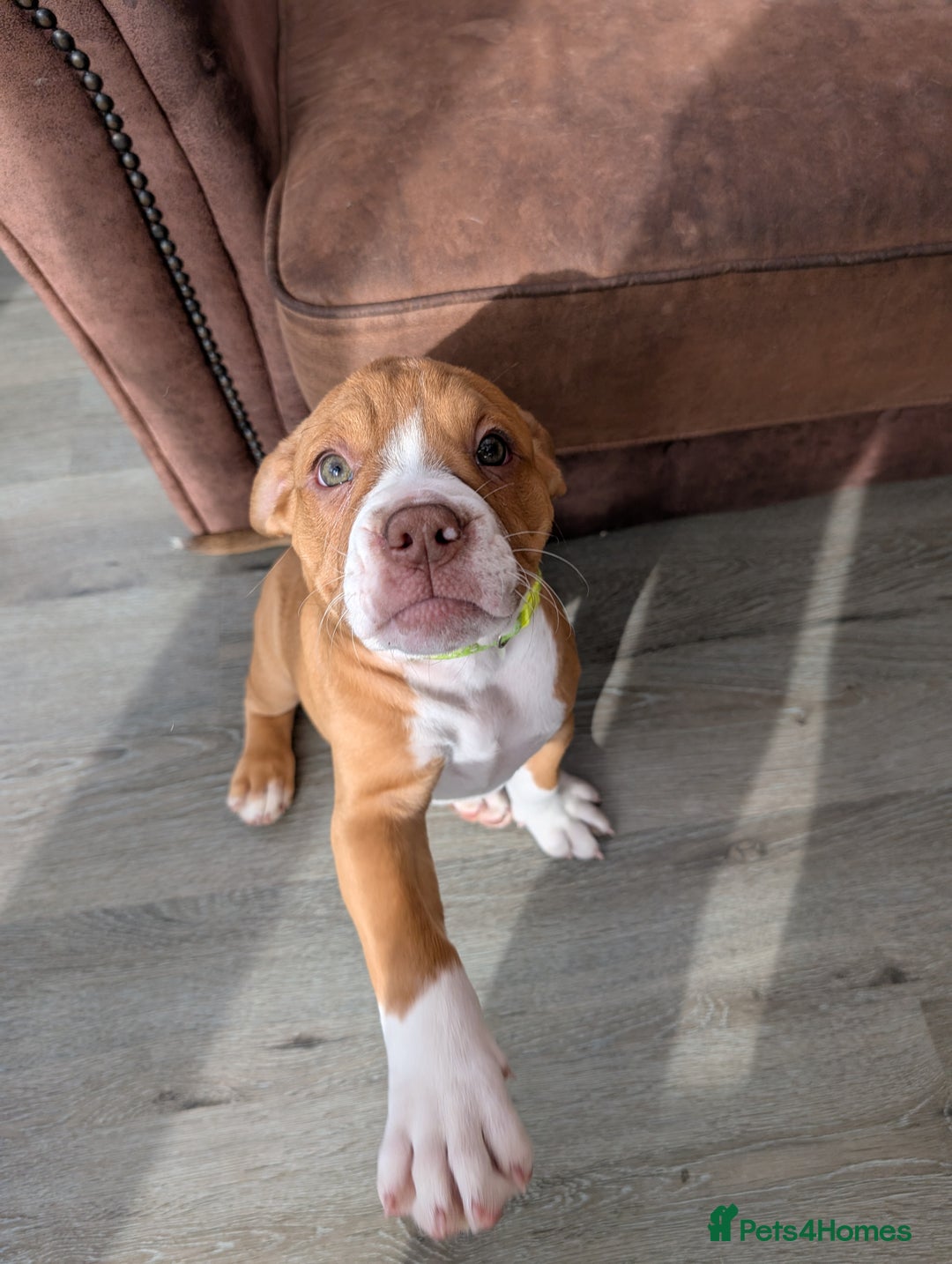 Olde English Bulldogge dogs for sale: 2 females left! - OEB Puppies NEBBR ✅ 3rd Gen - Image 4