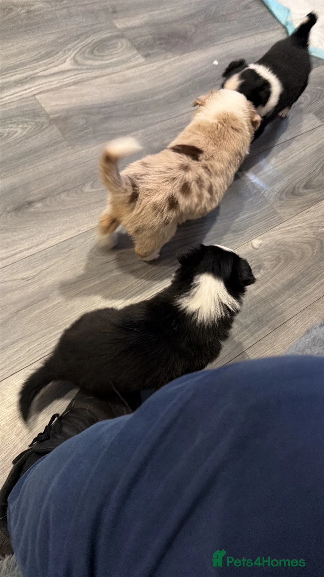 Mixed Breed dogs for sale: Stunning Border Collie Cross Puppies Family Raised - Advert 13